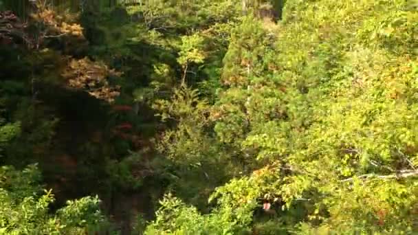 Воздушный Вид Осенних Листьев Японии — стоковое видео