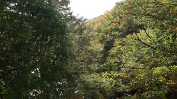 Letecký Pohled Podzimní Listí Japonsku — Stock video
