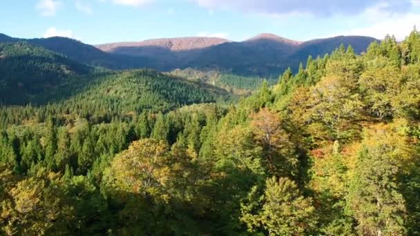 Vue Aérienne Des Feuilles Automne Japon — Video