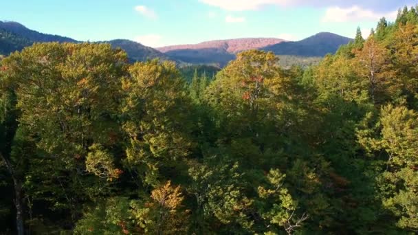 Vue Aérienne Des Feuilles Automne Japon — Video