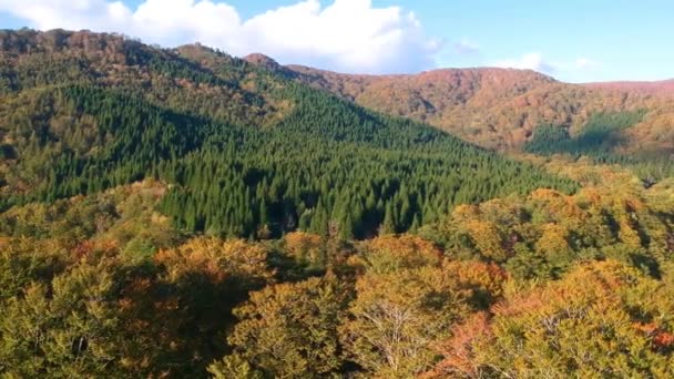 Flygfoto Över Hösten Lämnar Japan — Stockvideo