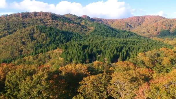 Vista Aérea Las Hojas Otoño Japón — Vídeo de stock