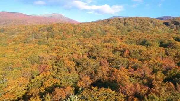 Vue Aérienne Des Feuilles Automne Japon — Video