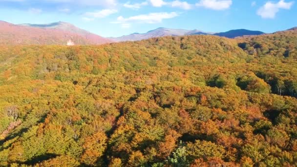 Flygfoto Över Hösten Lämnar Japan — Stockvideo