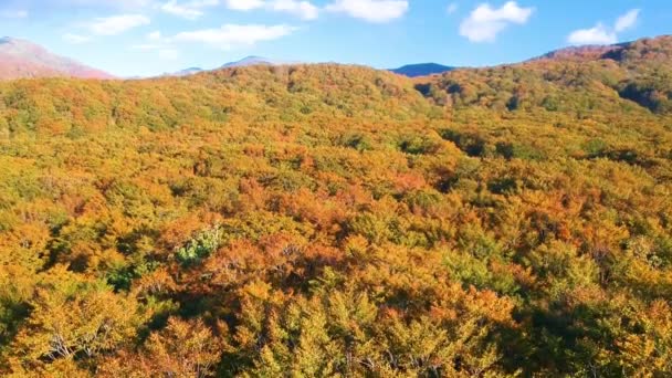 Vue Aérienne Des Feuilles Automne Japon — Video