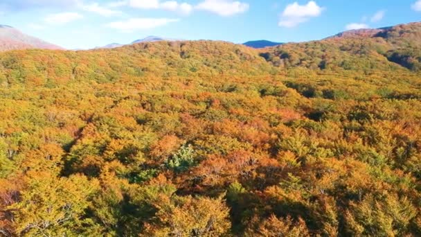 Vista Aérea Das Folhas Outono Japão — Vídeo de Stock