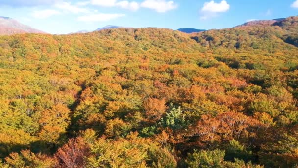 日本で葉の秋の空撮 — ストック動画