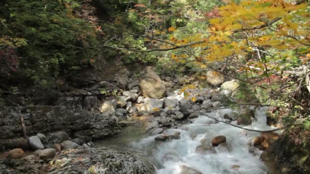 Autumn Leaves River Japan — Stock Video