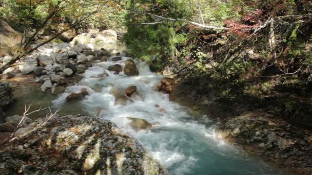 Осінні Листи Річка Японії — стокове відео