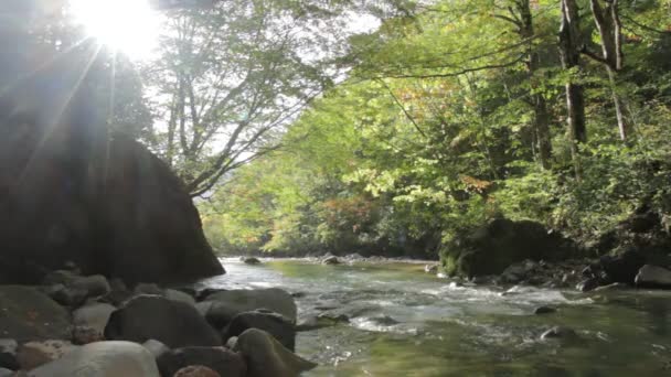 Φθινόπωρο Φύλλα Και Τον Ποταμό Στην Ιαπωνία — Αρχείο Βίντεο