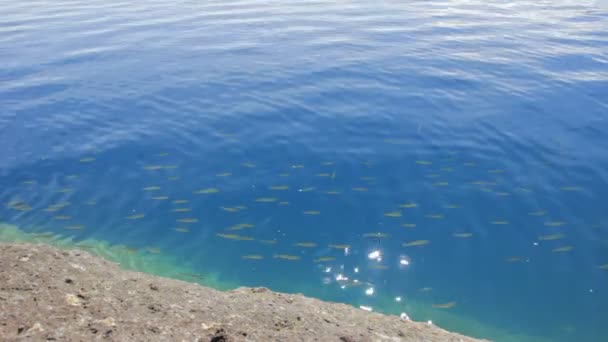 Poissons Nageant Dans Eau — Video