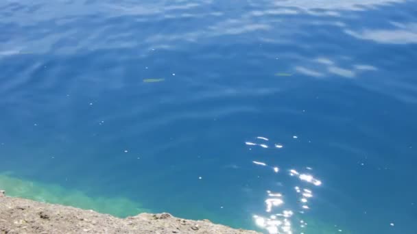 鱼在水里游泳 — 图库视频影像