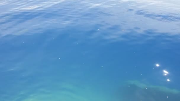 Poissons nageant dans l'eau