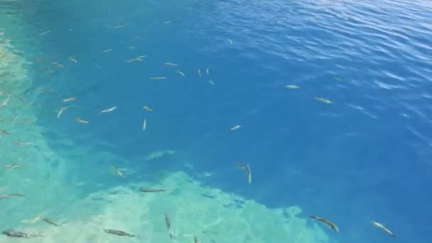 Fisk Som Simmar Vattnet — Stockvideo
