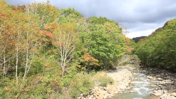 Herbstblätter Und Fluss Japan — Stockvideo