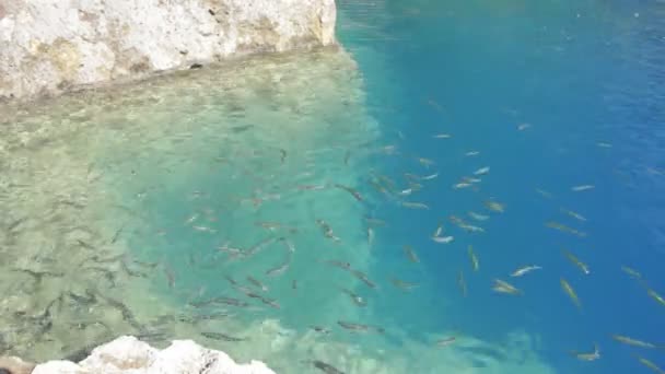 Ψάρια Κολυμπούν Στο Νερό — Αρχείο Βίντεο