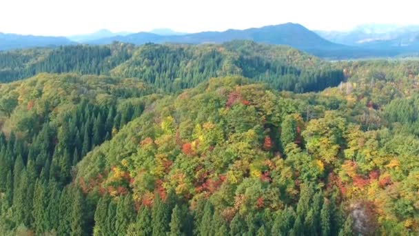 Drone Beelden Van Herfst Bladeren Japan — Stockvideo