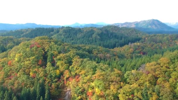 Drone Imagens Folhas Outono Japão — Vídeo de Stock