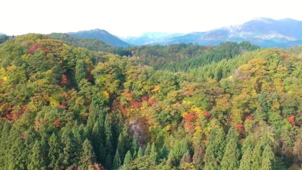 Drone Footage Autumn Leaves Japan — Stock Video
