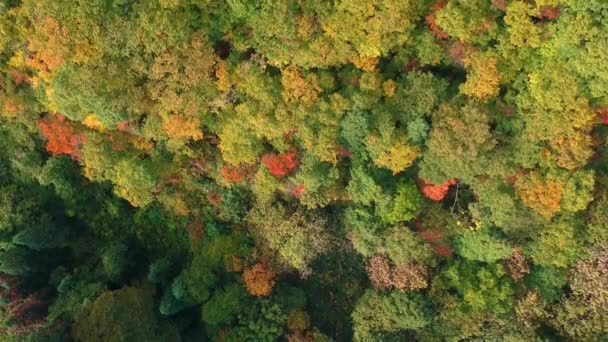 Drone Frunze Toamnă Japonia — Videoclip de stoc