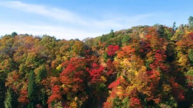 Japonya'da Sonbahar renkleri görüntülerini robot