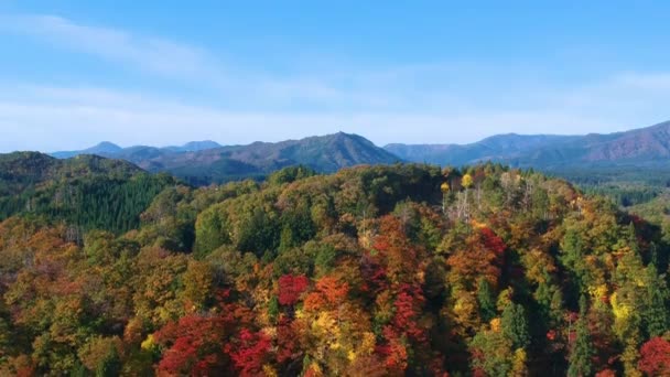 Drone Imagens Cores Outono Japão — Vídeo de Stock