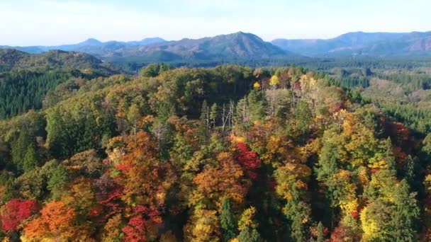 Drone Beelden Van Herfst Kleuren Japan — Stockvideo