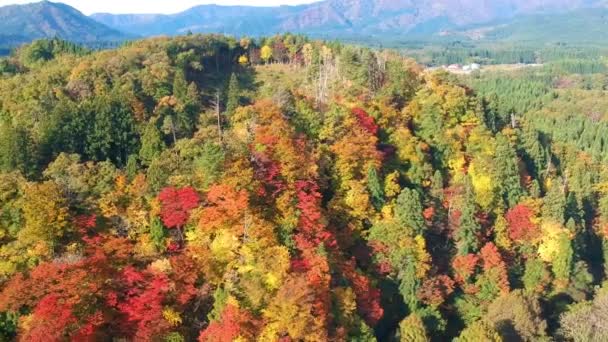 Drone Footage Höstfärger Japan — Stockvideo