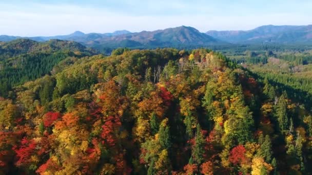 Drone Imagens Cores Outono Japão — Vídeo de Stock