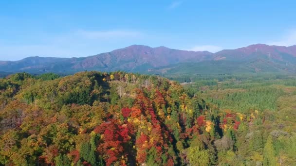 Съемки Осенних Цветов Дронов Японии — стоковое видео