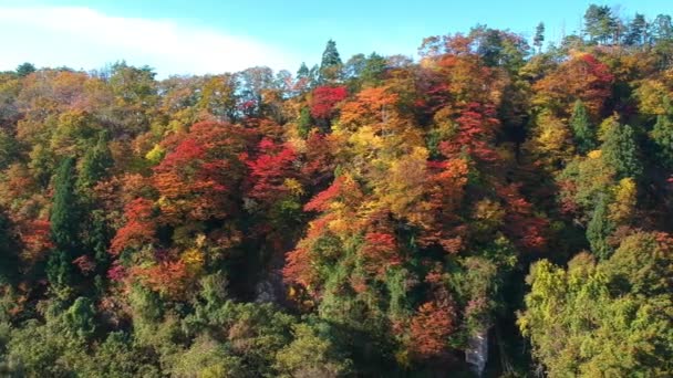 Drone Footage Höstfärger Japan — Stockvideo