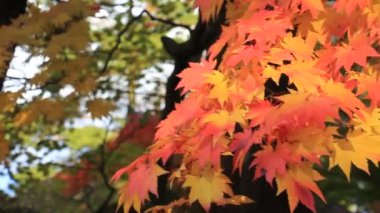 güzel sonbahar yaprak renkleri Japonya'da