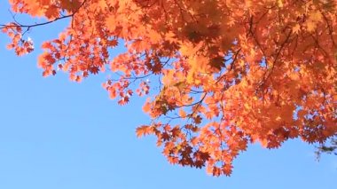 Japonya'da güzel sonbahar yaprakları