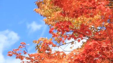 Japonya'da güzel sonbahar yaprakları