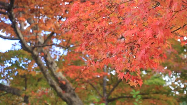 Красиві Осінні Кольори Листя Японії — стокове відео