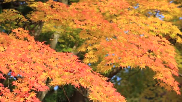 Красивые Осенние Цвета Листьев Японии — стоковое видео