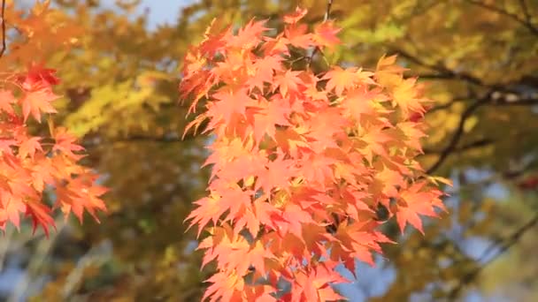 Schöne Herbstblattfarben Japan — Stockvideo
