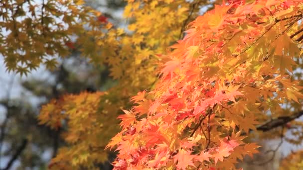 Hermosos Colores Las Hojas Otoño Japón — Vídeos de Stock