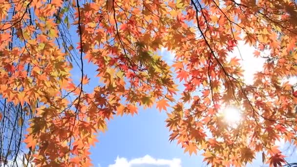 Lindas Folhas Outono Japão — Vídeo de Stock