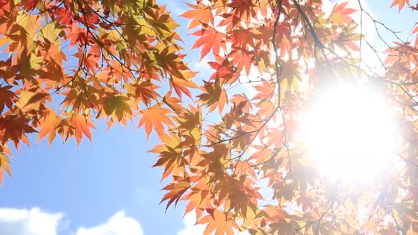 Japonya Güzel Sonbahar Yaprakları — Stok video