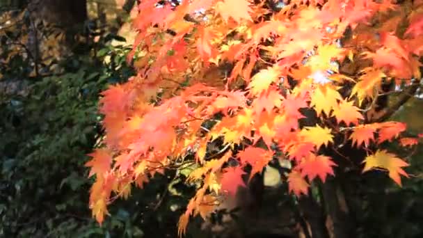 Όμορφα Χρώματα Του Φθινοπώρου Φύλλα Στην Ιαπωνία — Αρχείο Βίντεο