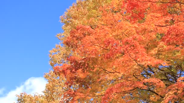 Hermosas Hojas Otoño Japón — Vídeo de stock