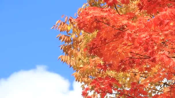 Hermosas Hojas Otoño Japón — Vídeos de Stock