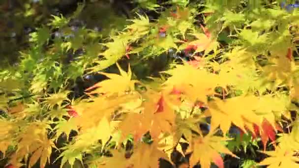 Hermosos Colores Las Hojas Otoño Japón — Vídeo de stock