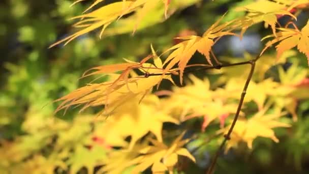 Mooi Herfstblad Kleuren Japan — Stockvideo