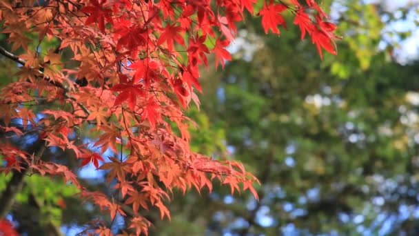 Belas Cores Folha Outono Japão — Vídeo de Stock