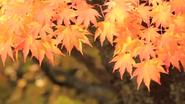 Belas Cores Folha Outono Japão — Vídeo de Stock