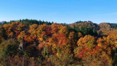 sonbahar yaprak renk Japonya'da dron görüntüleri