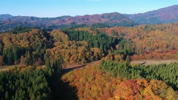 Drone Imagens Outono Folha Cor Japão — Vídeo de Stock