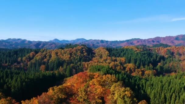 images de drone de couleur feuille d'automne au Japon 